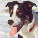 Baron was adopted in February, 2003